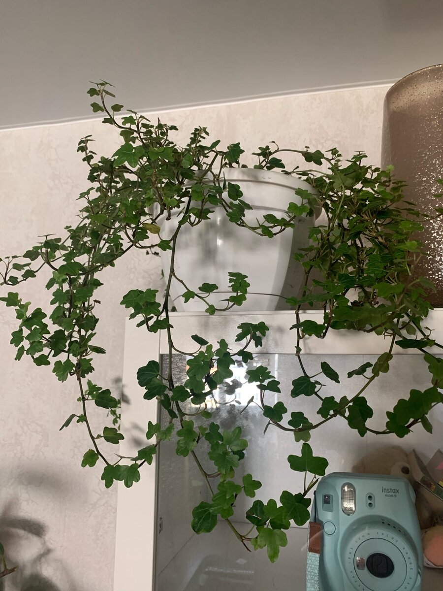 2 кустика побольше в одной горшке остались