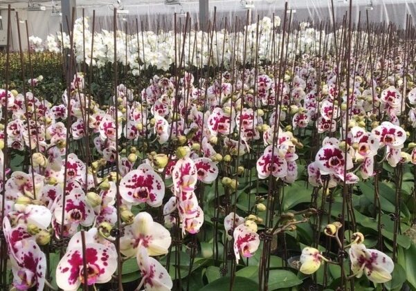 Производство орхидей