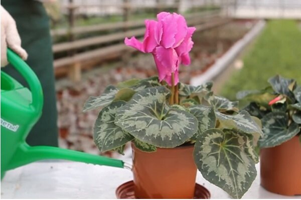 Цикламен полив. Цикламен полив. Цикламен цветок полив. Цикламен полив. Цикламен персидский пересадка.