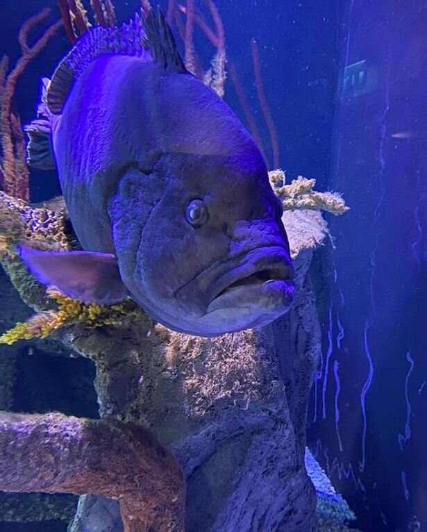 фото SEA LIFE Helsinki / Real Press