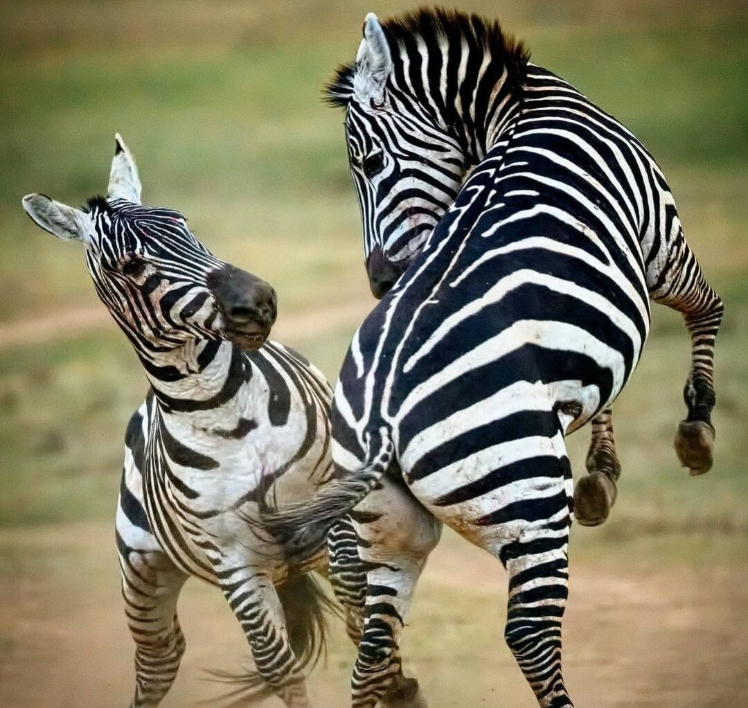 Играющиеся молодые зебры