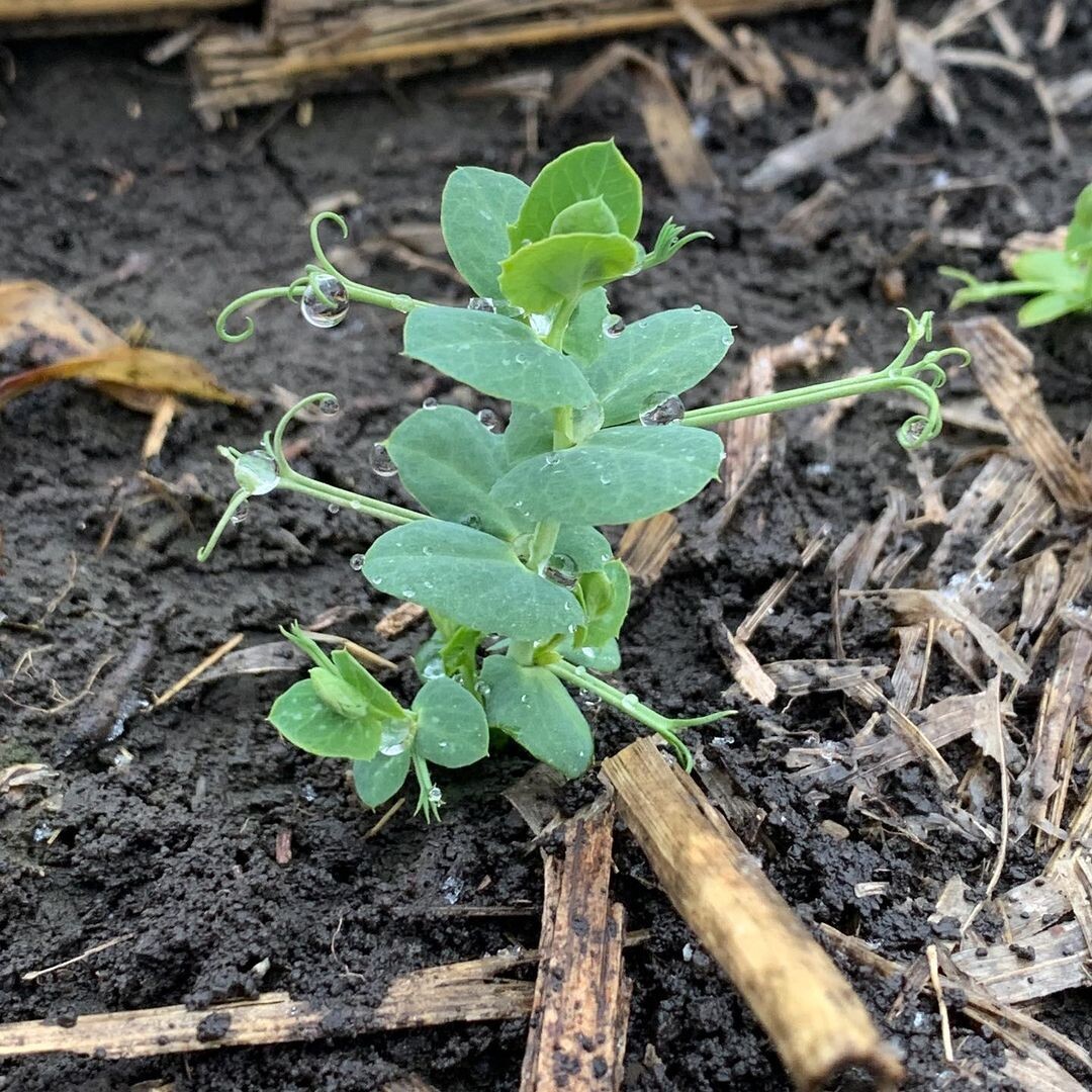 Вот до такого уровня вырастила и прищипнула макушку (фото автора)