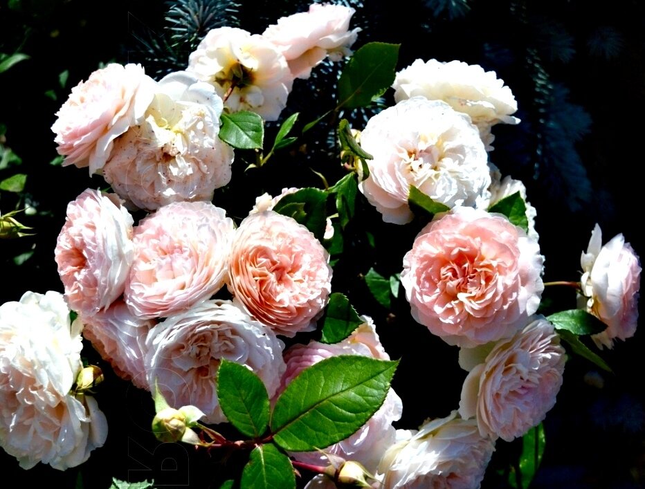 Märchenzaube — флорибунда (Kordes). Сертификат ADR 2017. Фотография из свободного доступа