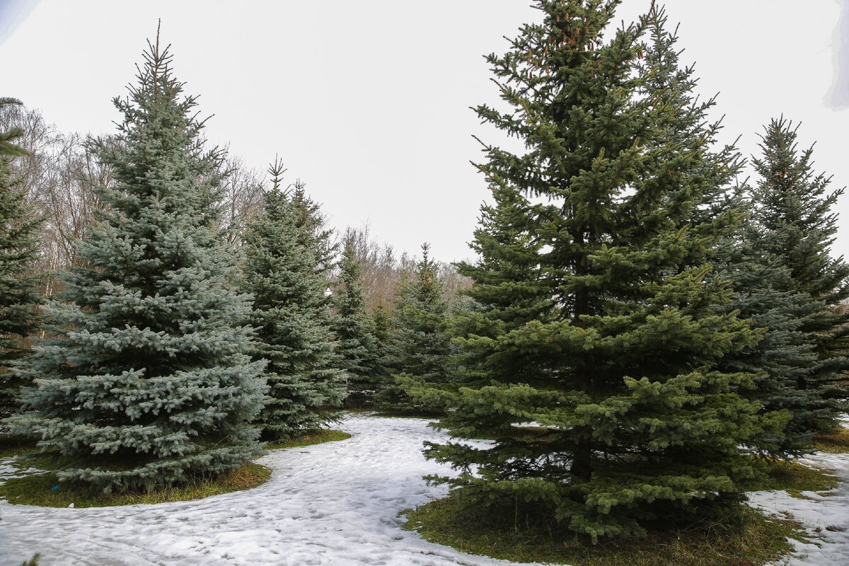 Село пихта. Ель Сибирская Picea obovata. Пихта обыкновенная Сибирская. Пихта Сибирская габитус. Ель Сибирская дендрология.