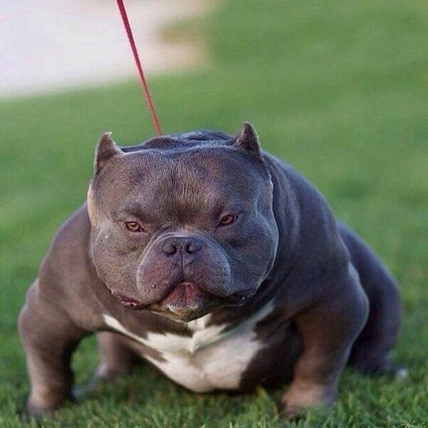 Источник изображения: pbs.twimg.com