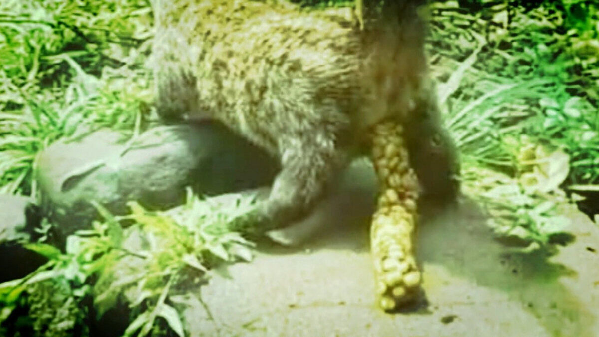 испражнения пальмовых куниц