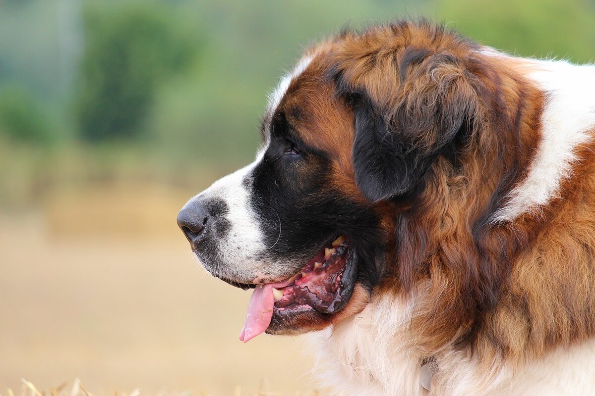 Первая собака на деревне | Из жизни собачника🐶 и конника🐎 | Дзен