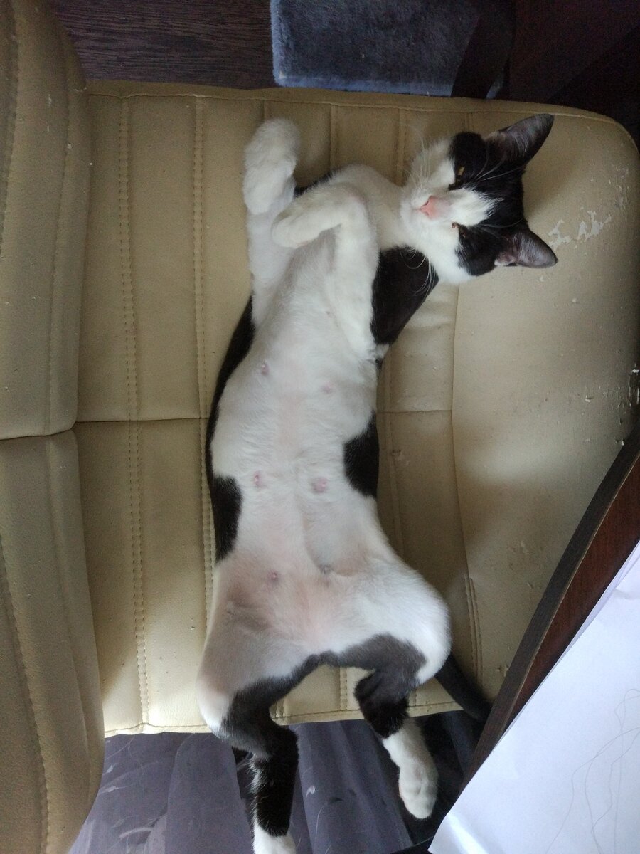 Пример эффективного решения шерстяной проблемы.