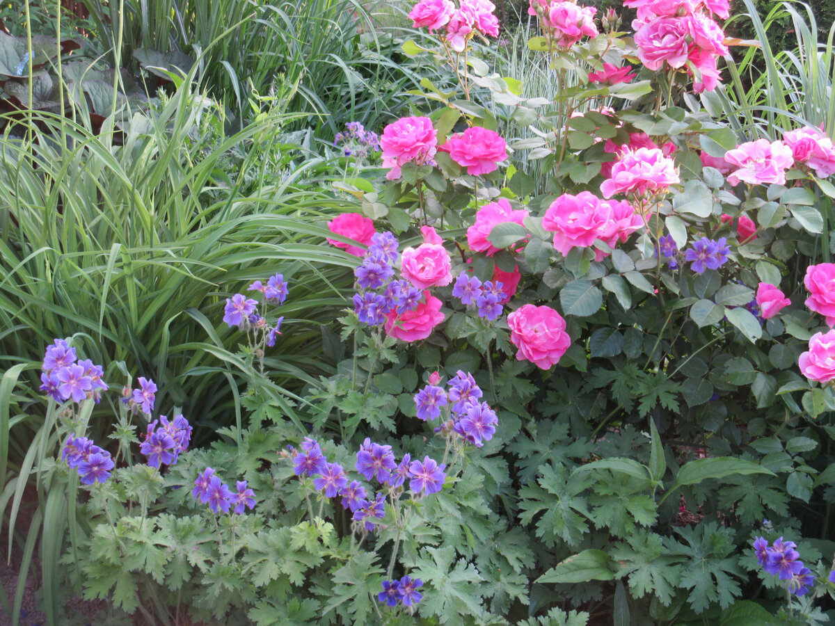 Герань Blue Blood с канадской розой Morden Centennial