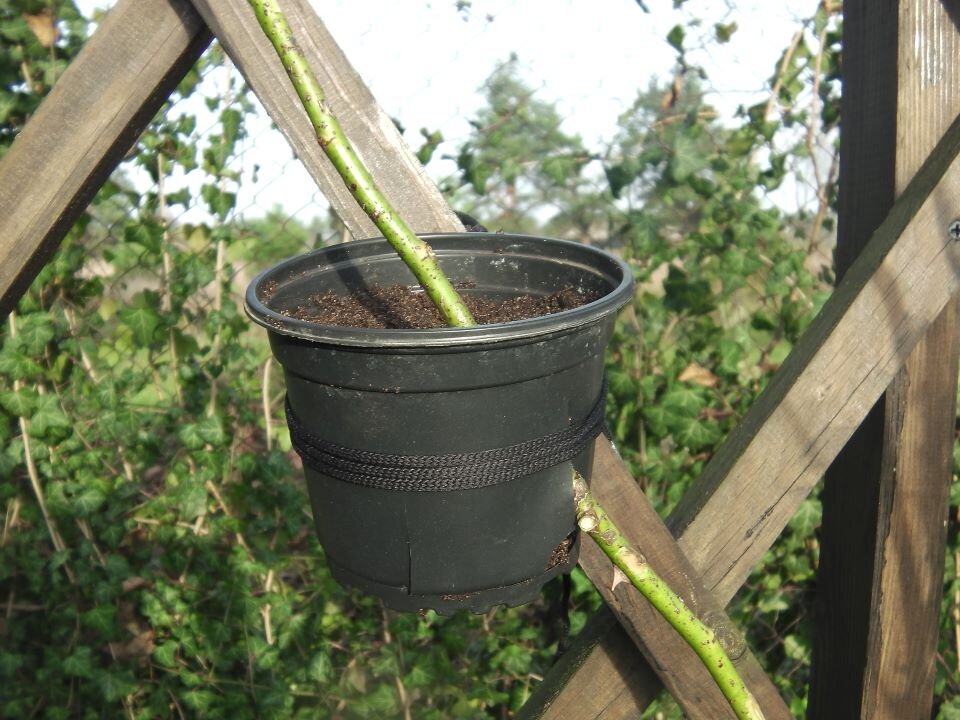 Голландский метод укоренения. Фото автора 