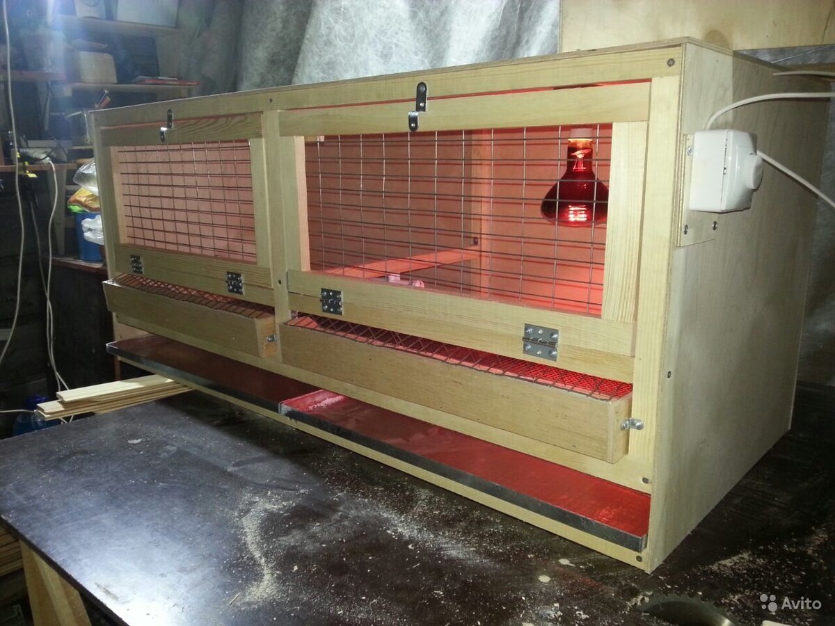 Брудер для цыплят.