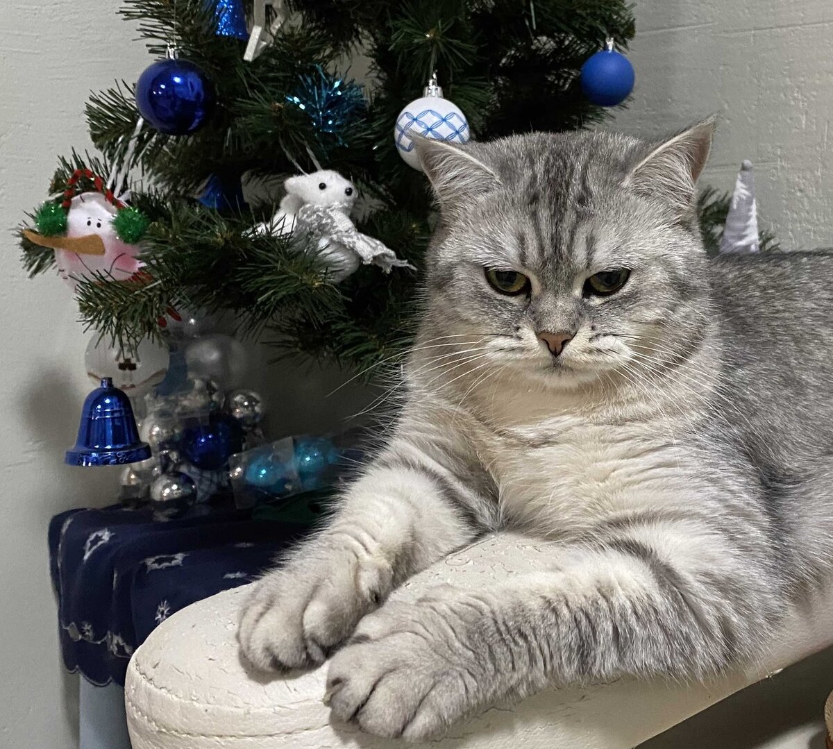 Котенок с подарком. Подарок длякошыксваимируками. Кот с подарком. Мягкая игрушка кошка. Новогодний подарок для кошки.