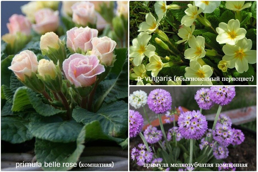 Примулы