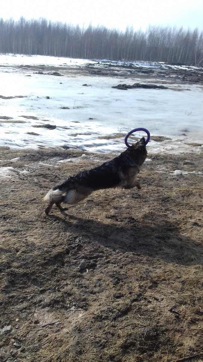 Март 2017. Тэйрочка гуляет в поле.