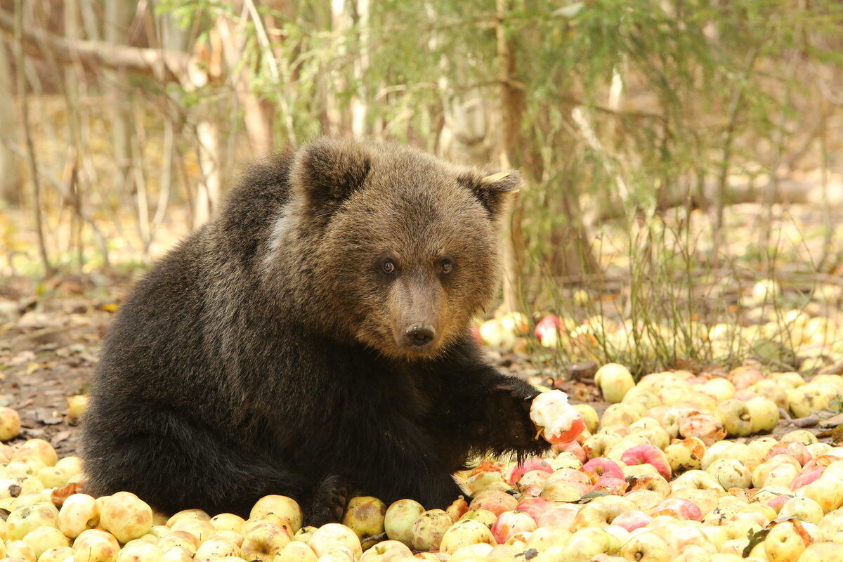 Фото с официального сайта https://orphan-bear.org/about