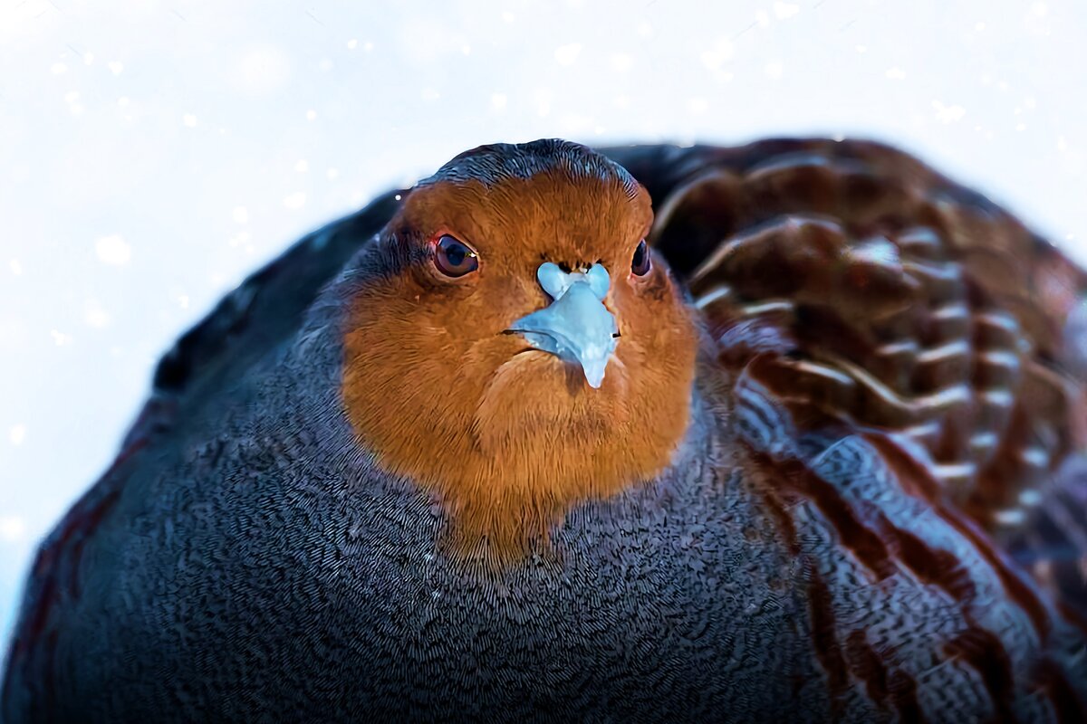 Как выживает куропатка: 6 фактов о зимовке дикой птицы | Приключения  натуралиста | Дзен