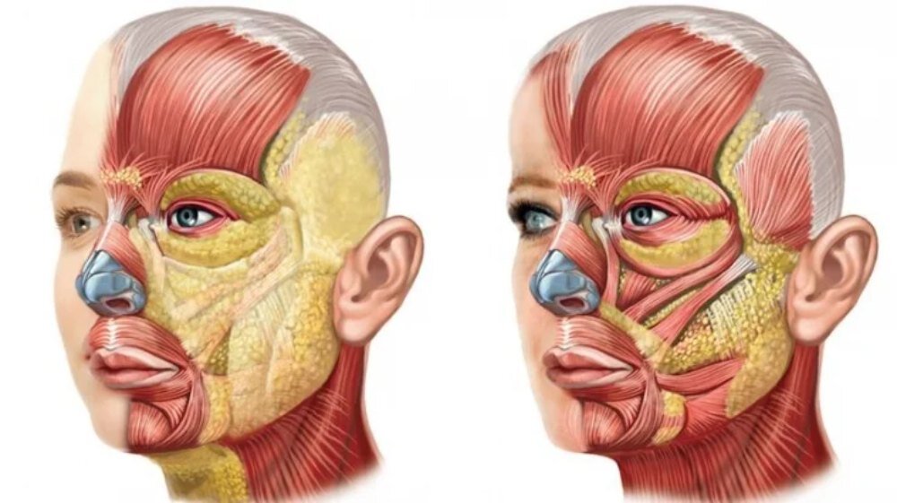 Мышцы лица: где они расположены и какие функции выполняют?