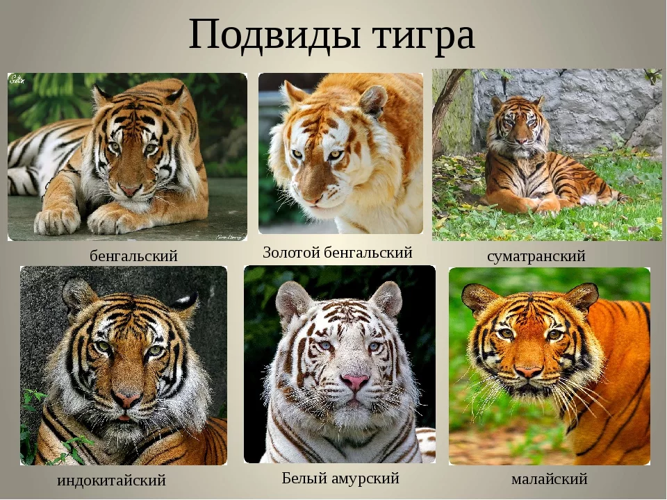 Названия видов тигров