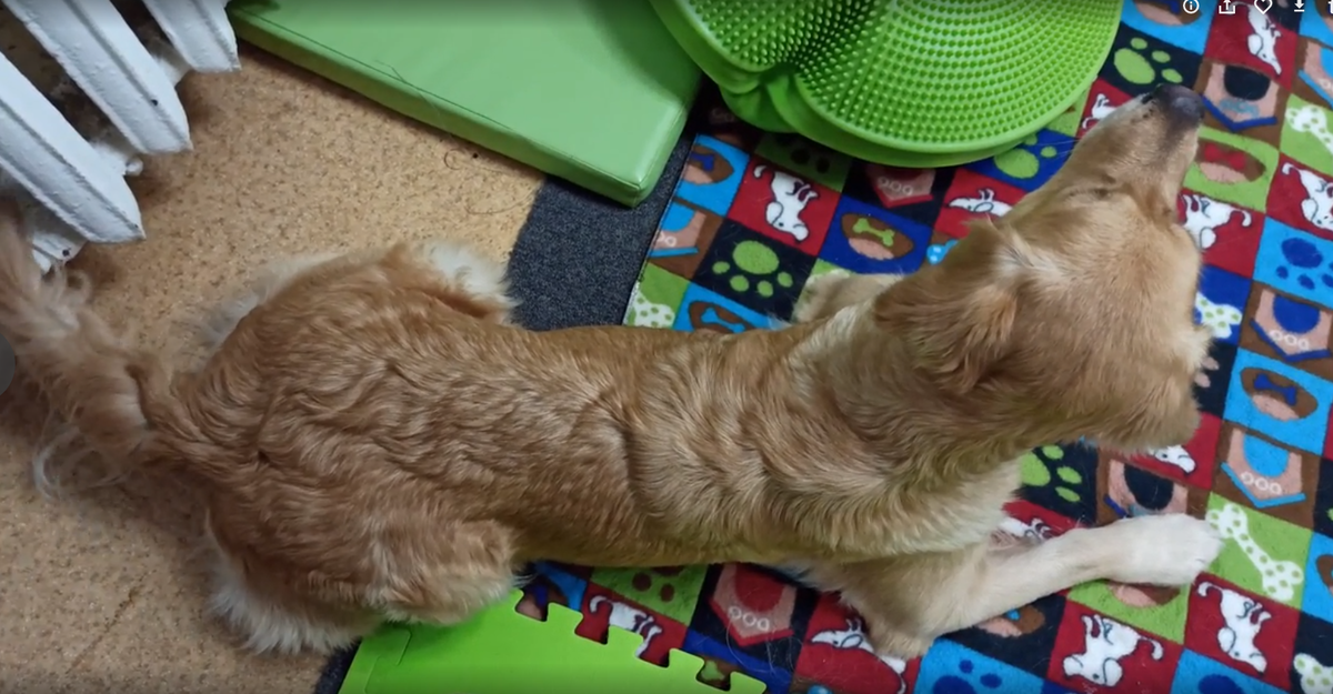 Ляля уже отзанималась и теперь наблюдает за Кубой