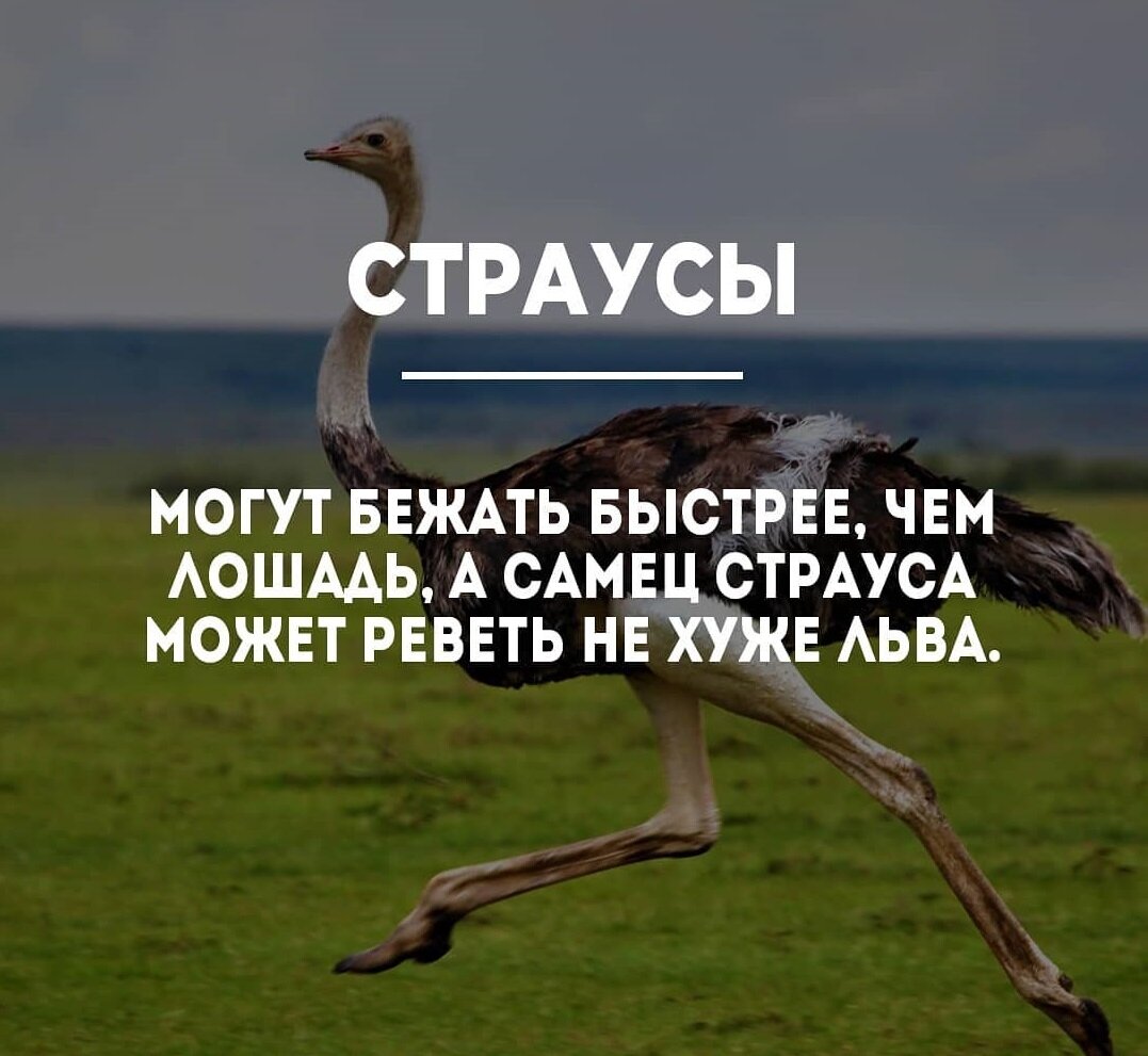 О страусах