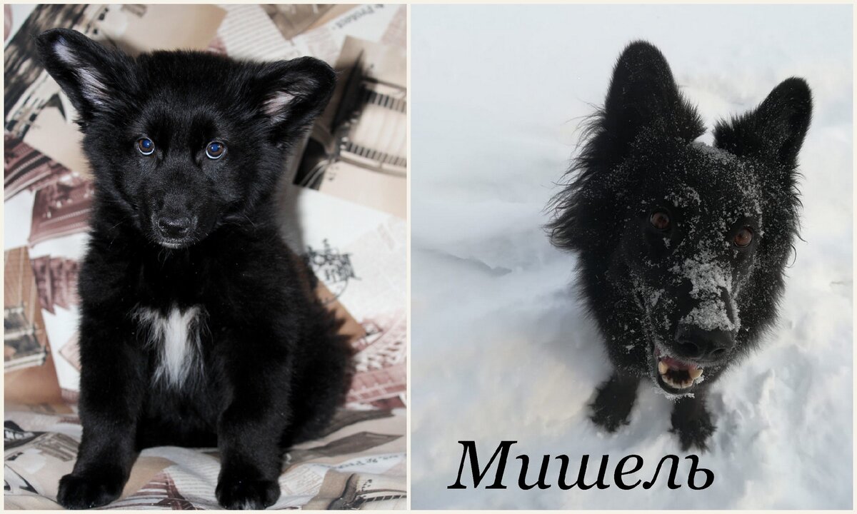 Мишель часто путали с породой корги:)