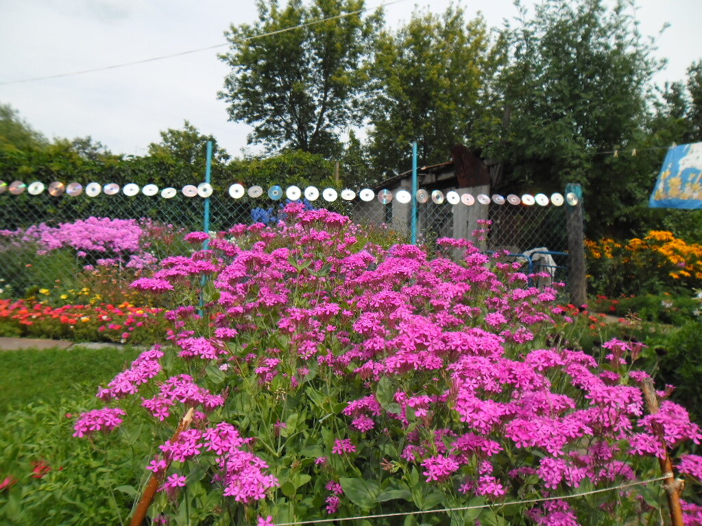 Купила новое растение, не помню, как оно называлось, запах обалденный, а листики чуть липкие, посадила ближе к дому, но моим она мешала, видите ли на проходе прям, а я прям с порога и головой в нее, дышу, любуюсь, но потом пришлось убрать, по настоятельным просьбам жителей моего дома)