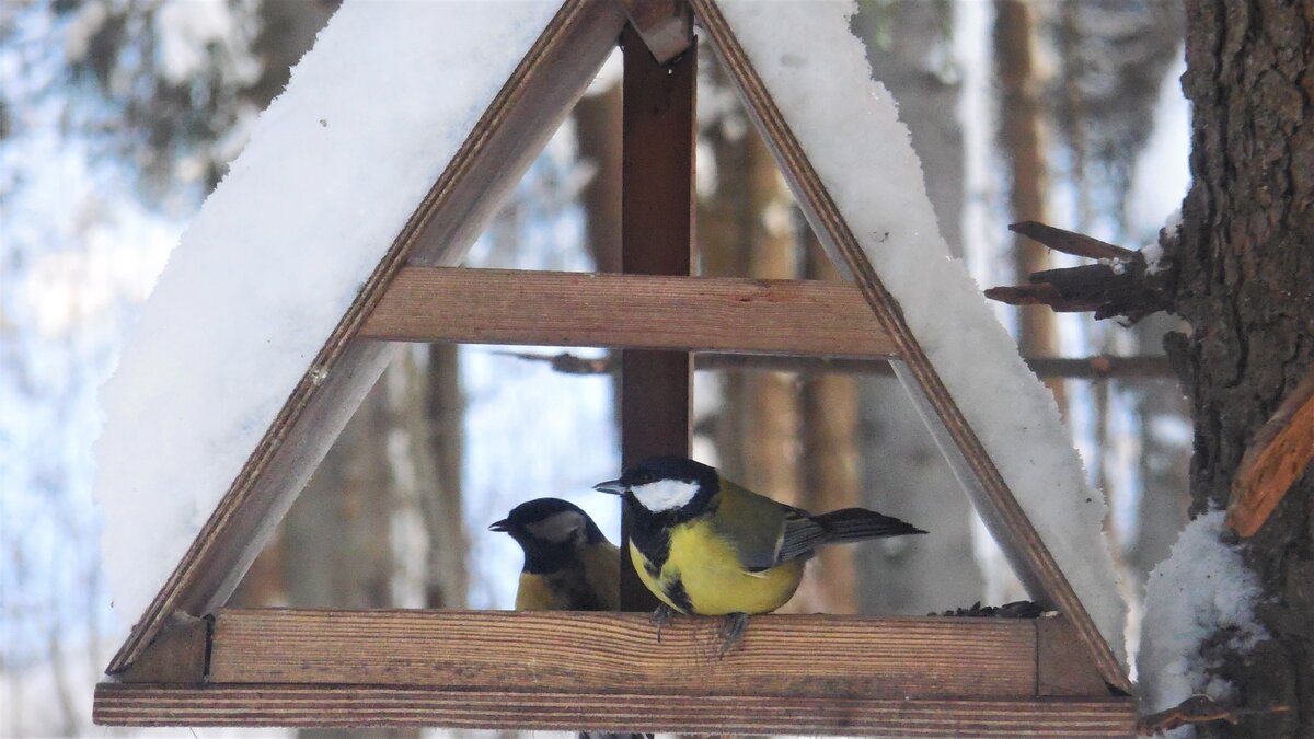 Те самые посетители. Большая синица