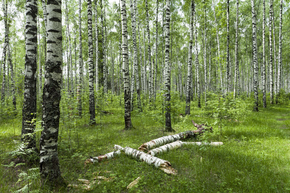 Birch forest. Березняк, Березовая роща. Береза березовый Березняк. Березовые Рощи Ильменского заповедника. Берёзовая роща Каменск-Уральский.