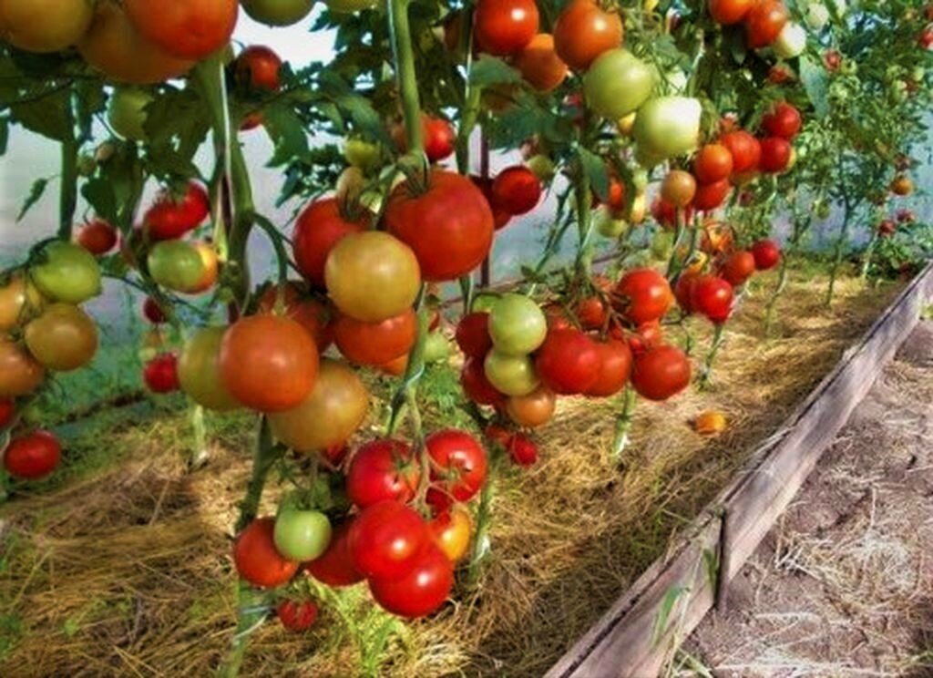 Помидоры евпатор описание сорта. Помидор евпатор f1. Помидор евпатор f1. Характеристика сорта томатов евпатор. Томат евпатор гавриш 12шт.