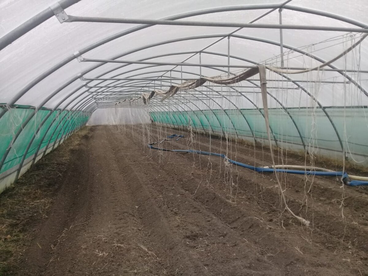 Теплица 9*48 м в 7 км от дома, с капельным поливом из реки