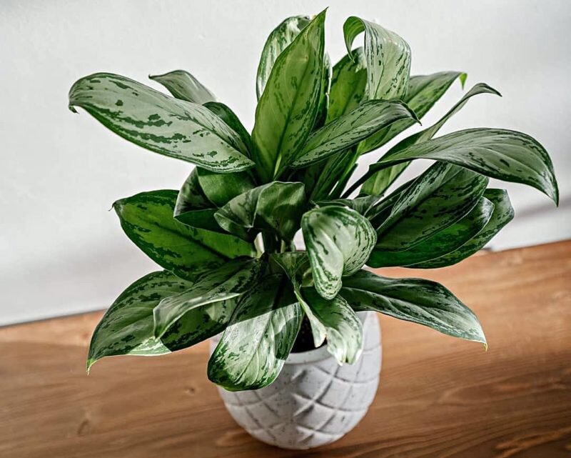 (Фото используется по стандартной лицензии ©hozvopros.com)