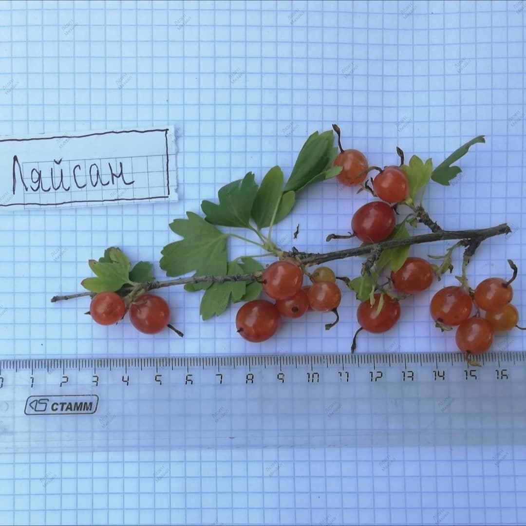 Сорт золотистой жёлтоплодной смородины 'Ляйсан'