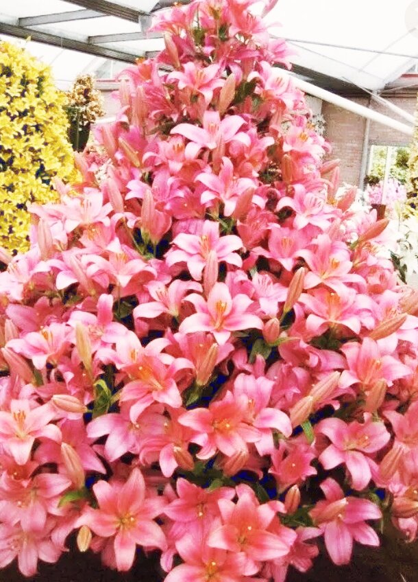 Фото из Интернета и из области фантастики