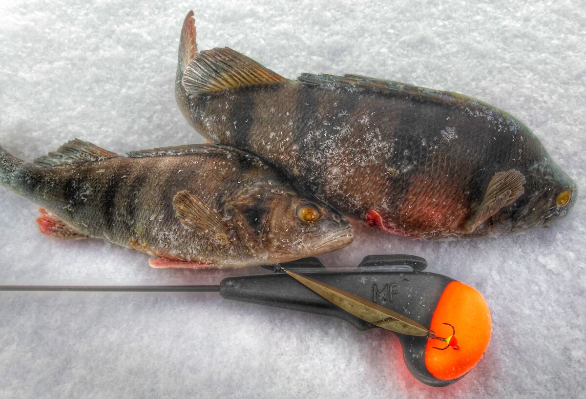 Матвейчиков 70мм