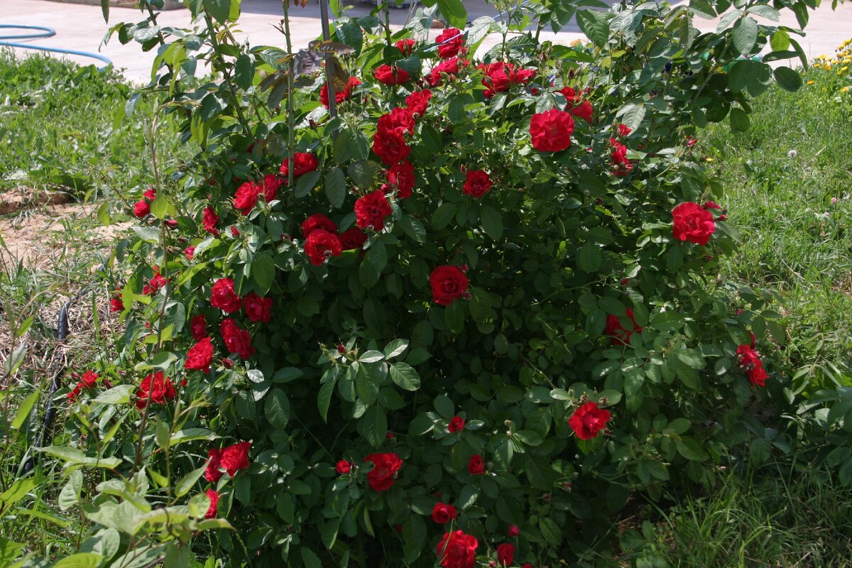 Лили Марлен