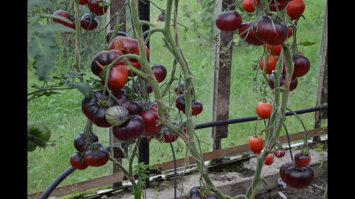 Фото: Яндекс.Картинки,