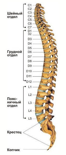 Биомеханика поясничного отдела позвоночника. Статьи