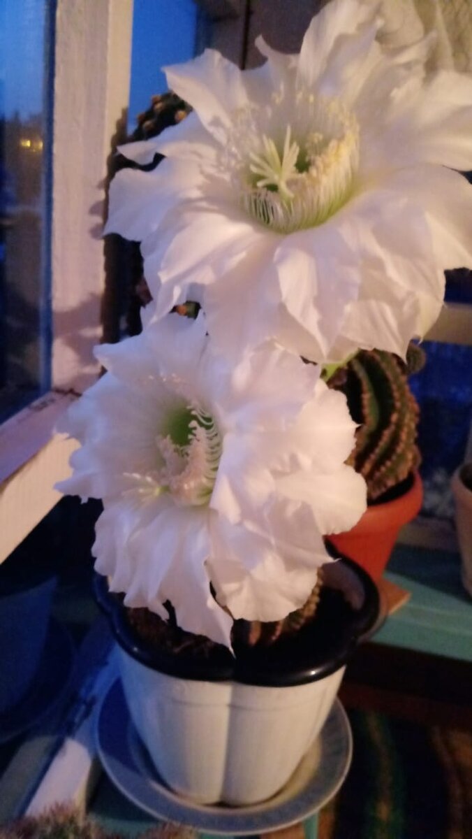 Роскошные цветы! 