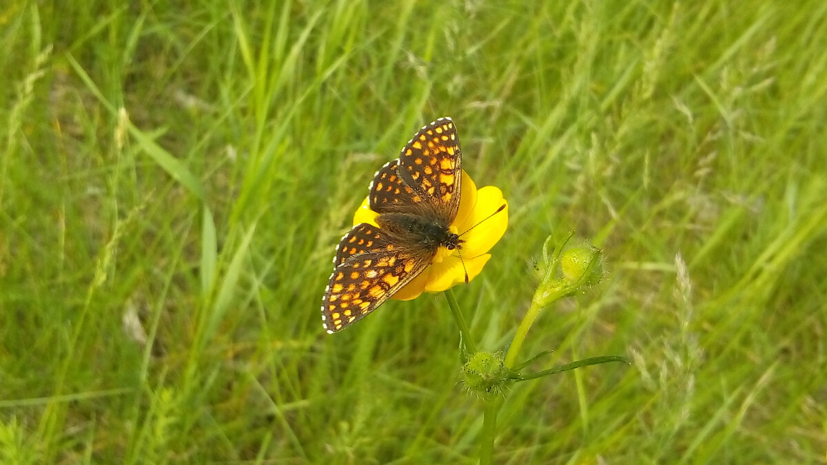 Перламутровка на лютике... день будет жарким