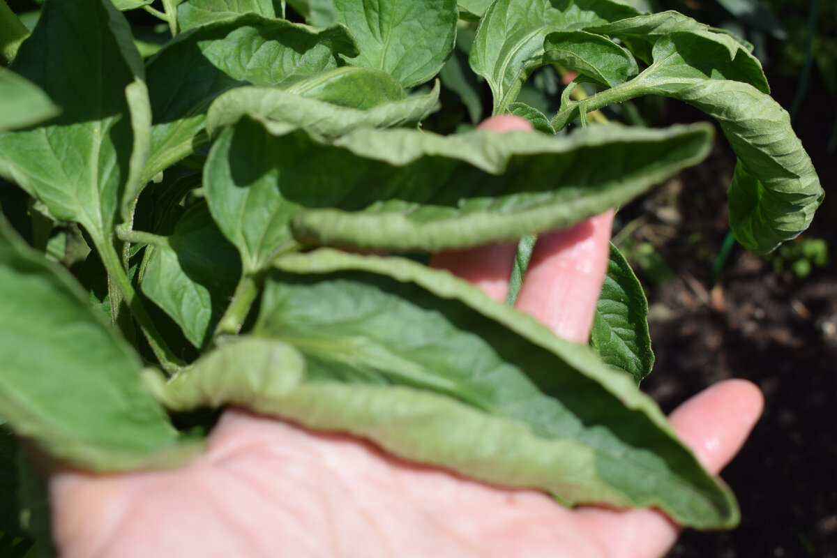 лист скручивается лодочкой, чтобы уменьшить площадь испарения(фото автора)2021