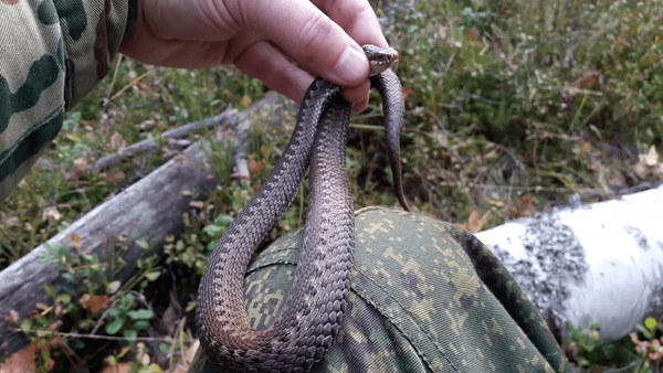 Фото: ГТРК Кубань