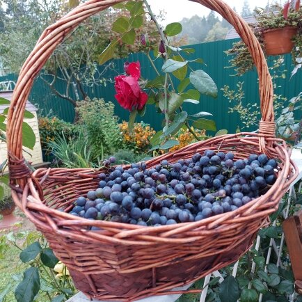 Урожай 2021 г. Благодаря жаркому лету винограда собрала большую корзину.
