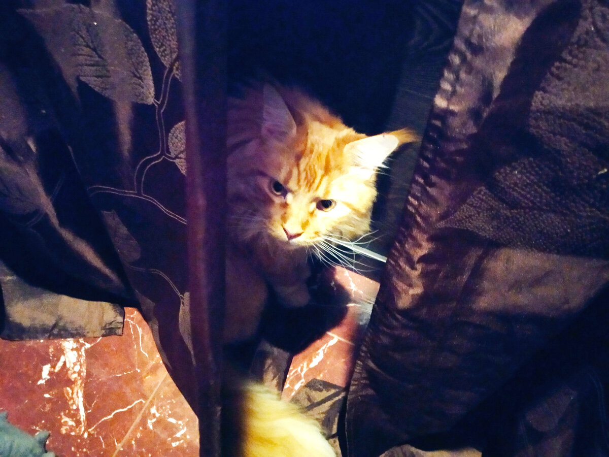 Мейн кун Степа.