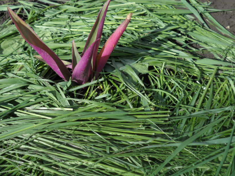 Рео после полива и мульчирования на клумбе в открытом грунте