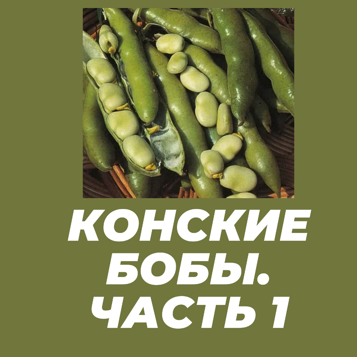 Конские бобы. Часть 1. Сажать или не сажать? | Не хлебом единым | Дзен