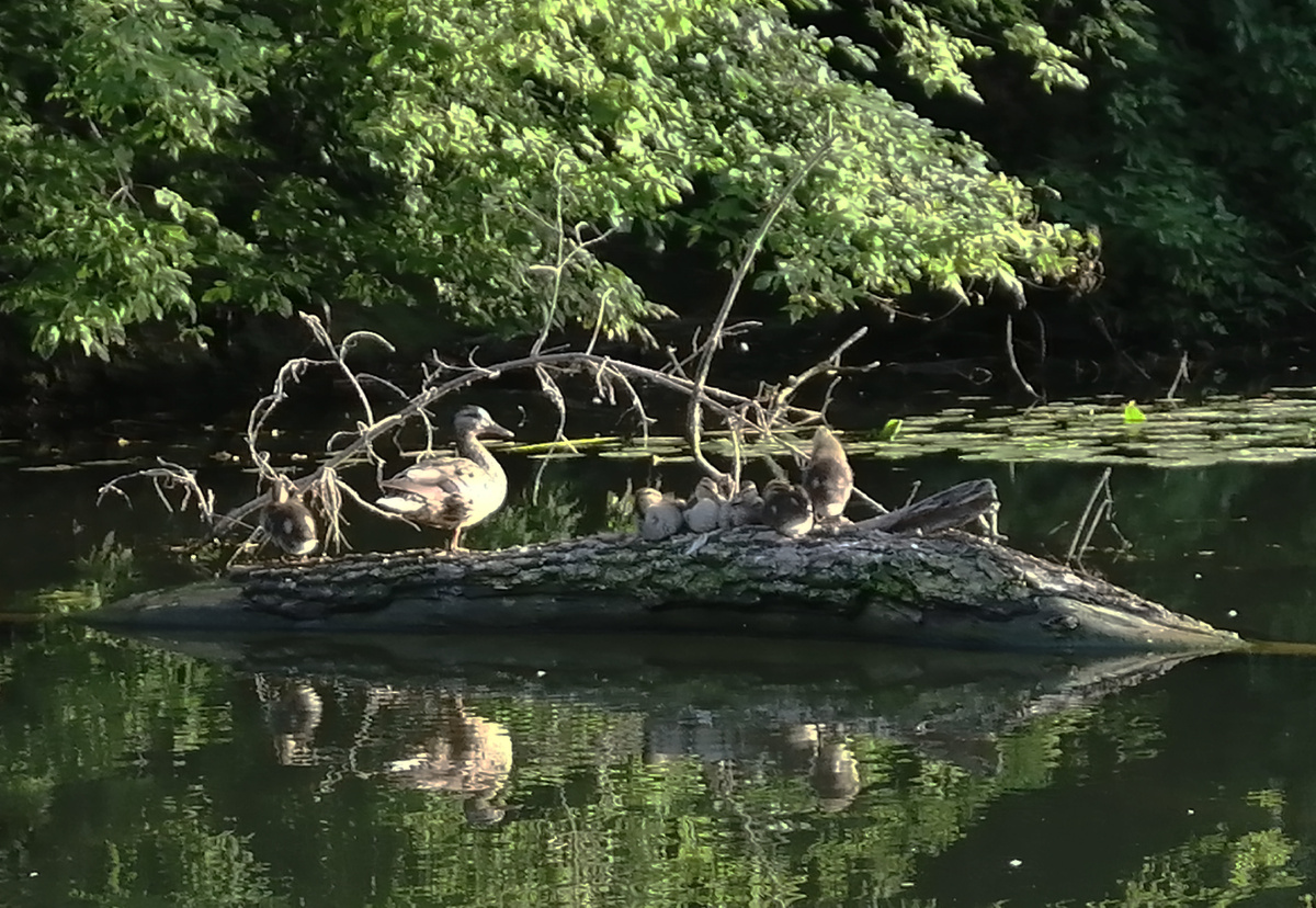 Семейство утки-кряквы