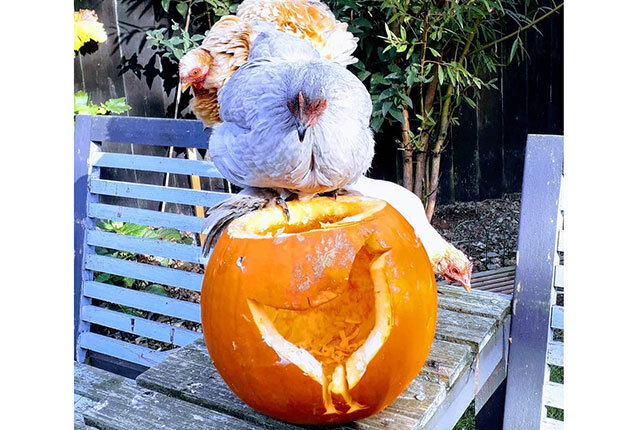 можно давать курам тыква. замороженная тыква для несушек. ，декоративная тыква курочки. куры клюют тыкву. тыкву курам можно.