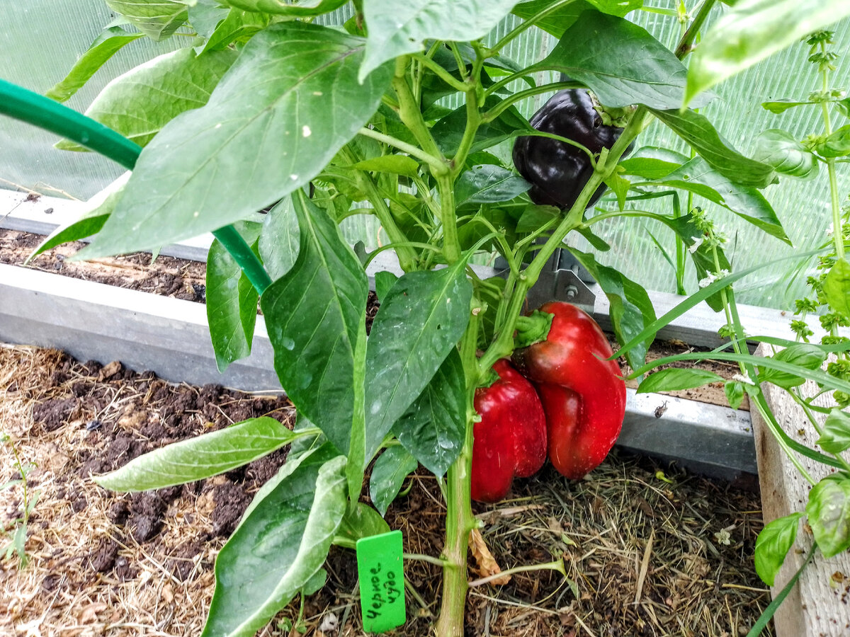 Калифорнийское Чудо Черное, 29 августа 2021