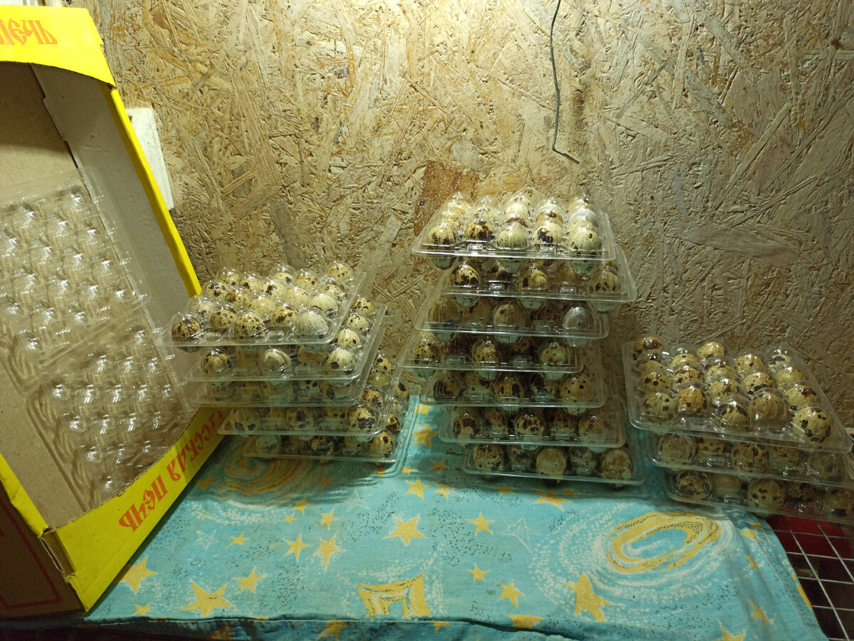 Каждый день наши перепелочки нас радуют большим количеством яиц