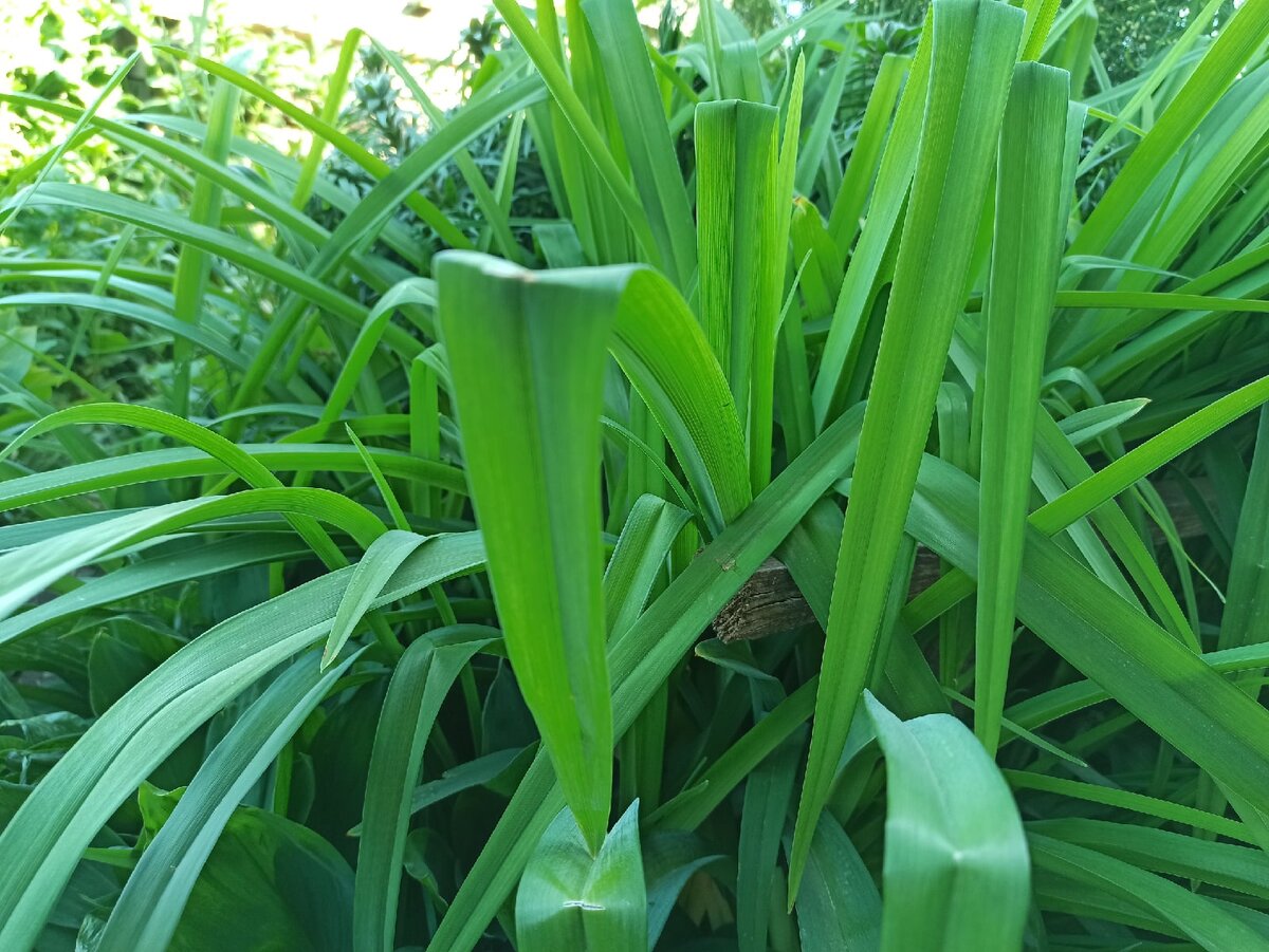 Личное фото автора